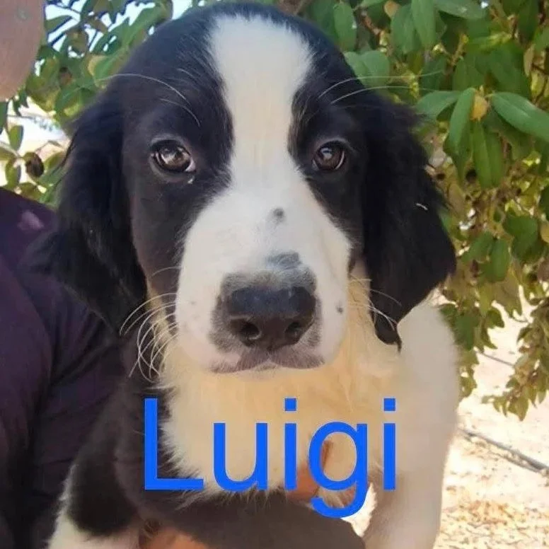 Luigi+1669+11+weeks.jpg