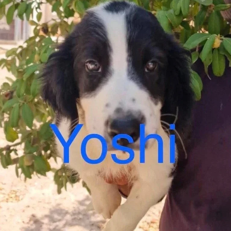 Yoshi+1670+11+weeks.jpg