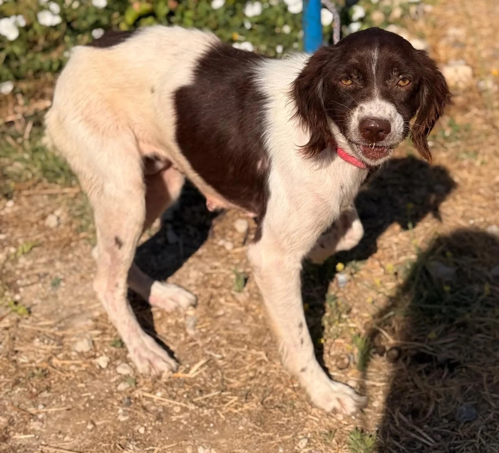 Mira, a 5 years old female Brittany available for adoption from Save Our Spaniels in Lincolnshire