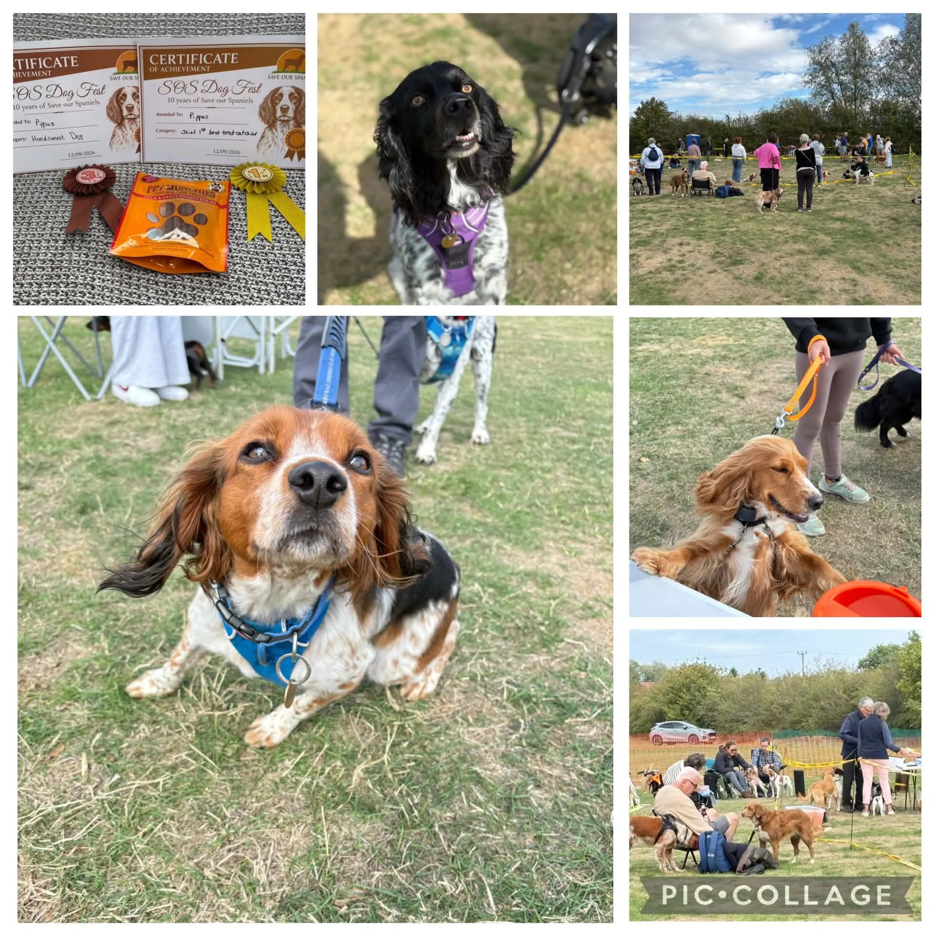 Dogfest 2026 Photo.jpg