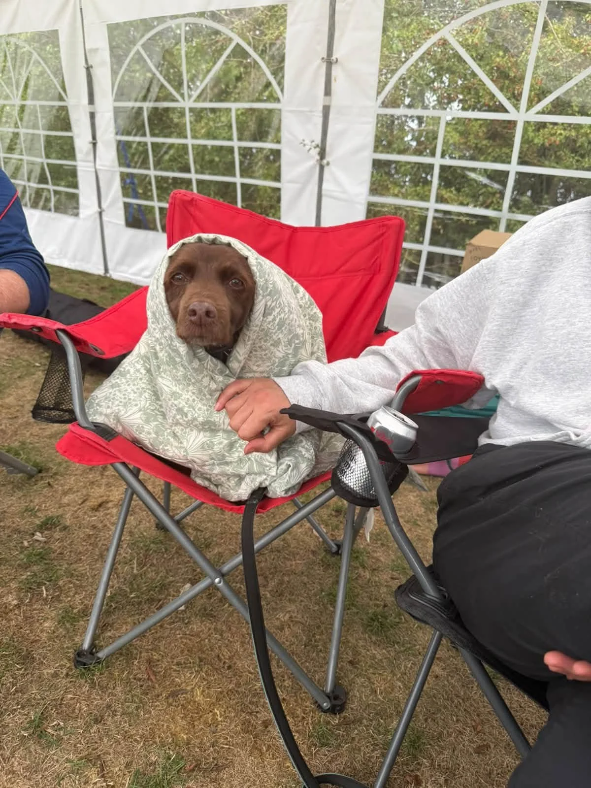 Dogfest 2026 Helen Parker.jpg