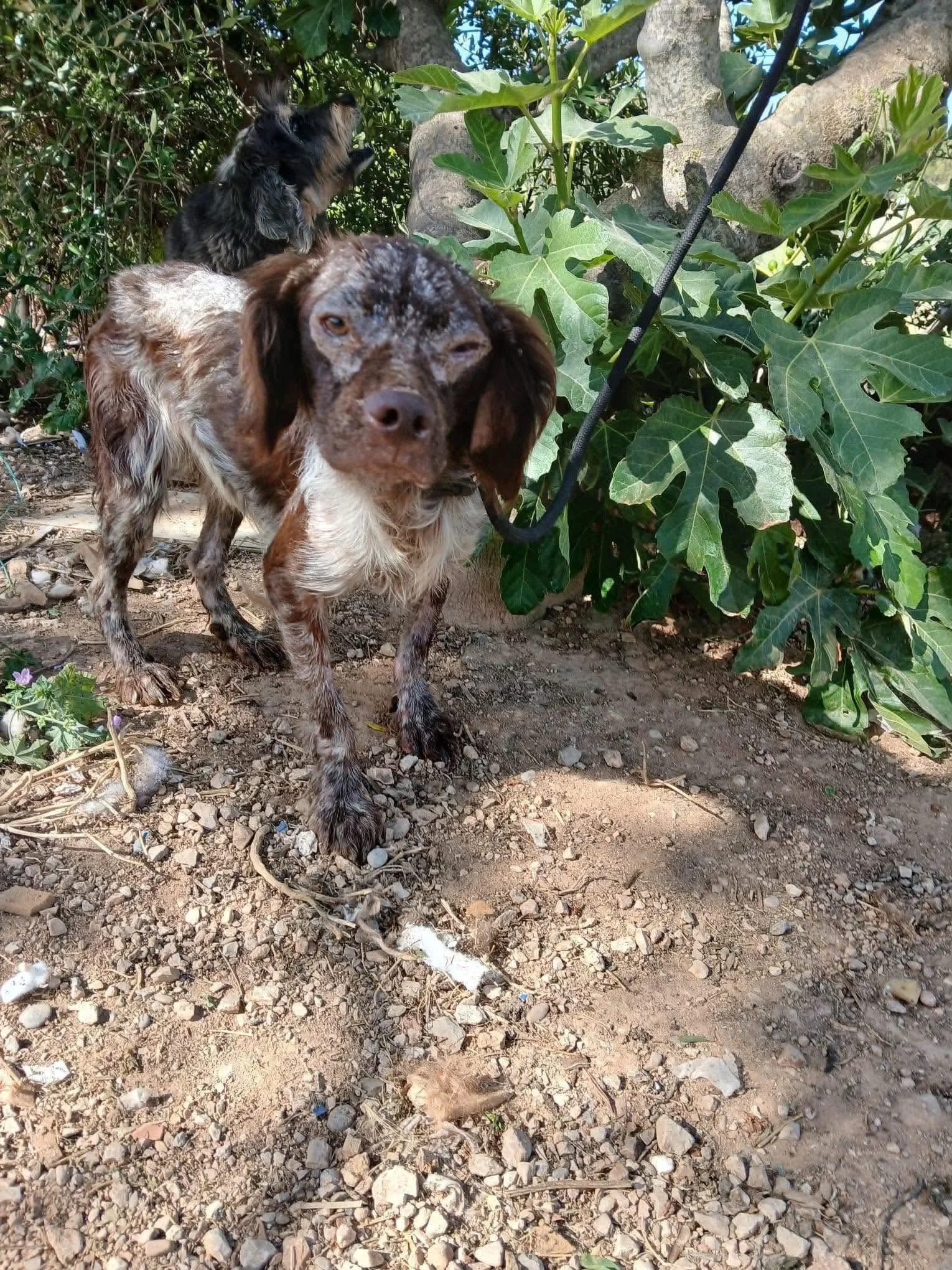 Leo, a 2 years old male Brittany available for adoption from Save Our Spaniels in Lincolnshire