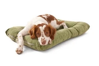 Heyday Bed-Loden-w_lying-Spaniel.jpeg