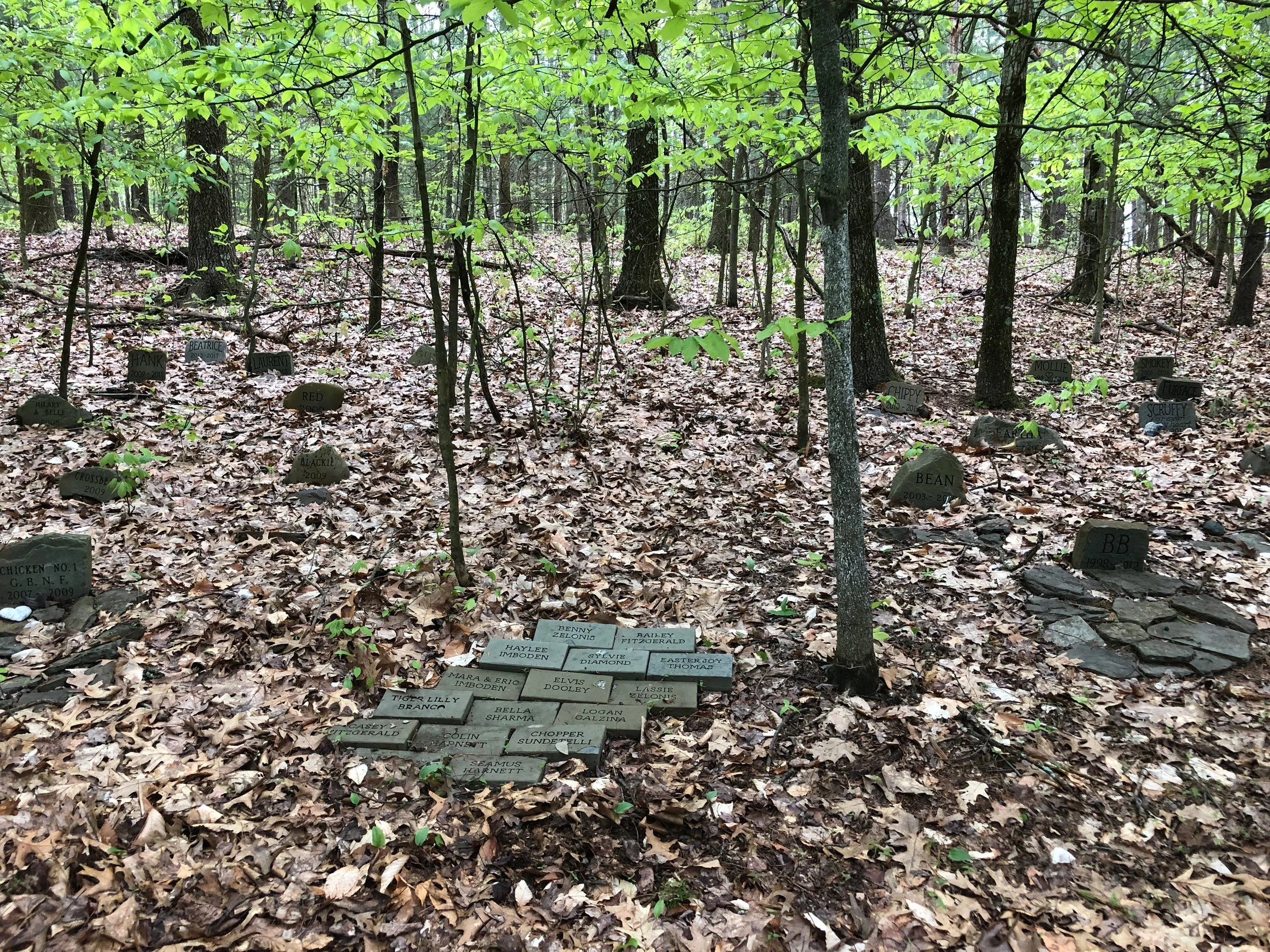 Shown here is the proposed path for the new walkway. Pavers have been set temporarily and will be installed permanently over a sand substrate when weather permits.