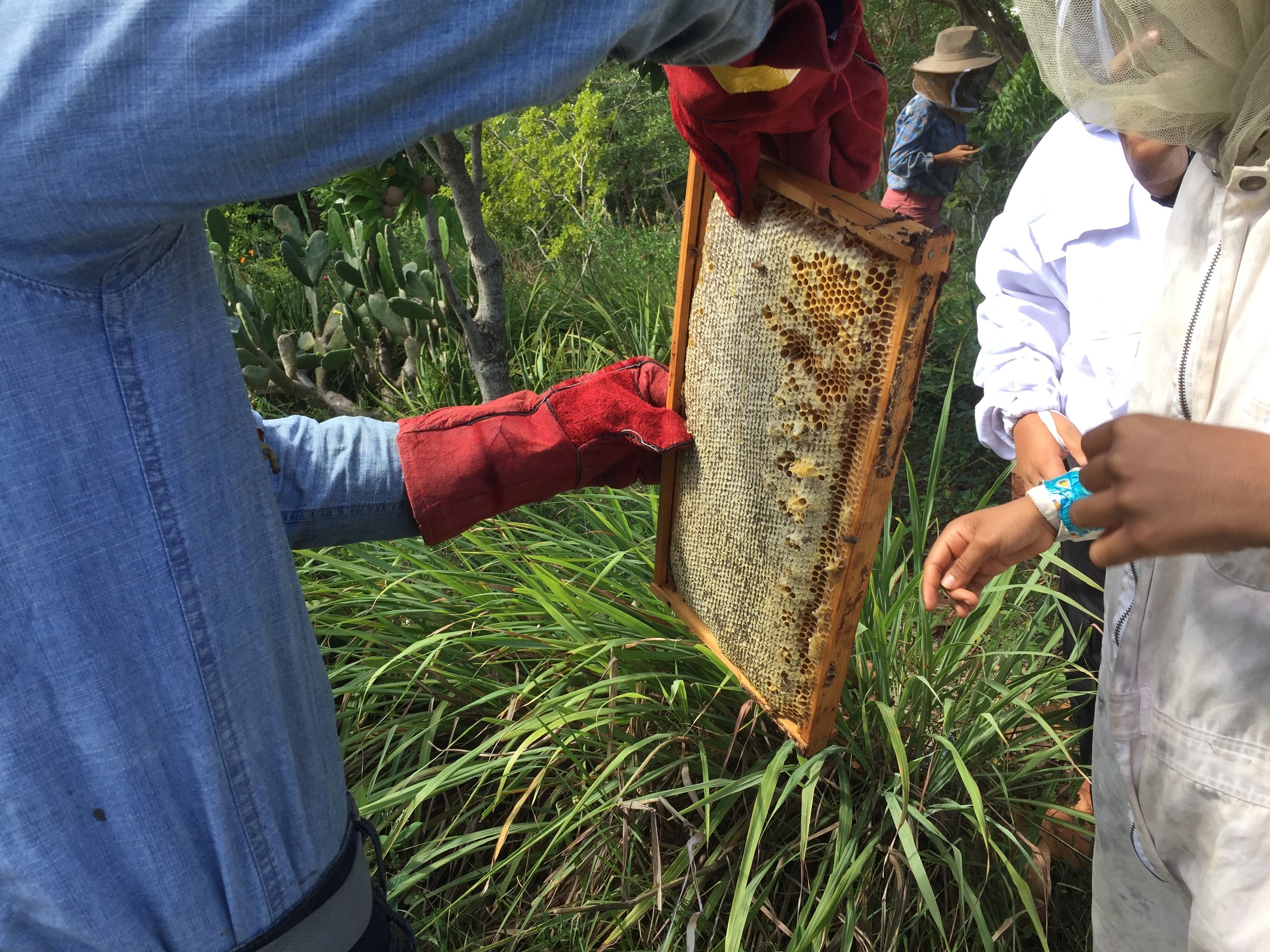  I participated in a Caribbean Beekeeping immersion program for 2 weeks @ Finca Conciencia. We learned about and how to care for Africanized Bees and they’re connection to people from the African diaspora. 