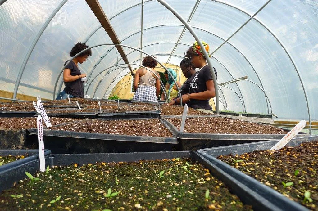 Starting seeds in a GreenHouse