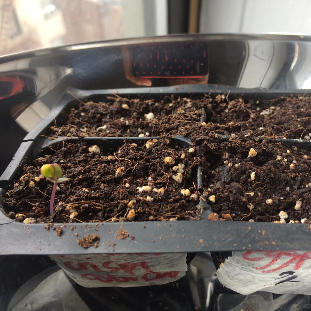 My first seed growing! This was the project we had to carry out in my Propagation class at Farm School NYC . The seeds were a bit old so it took patience and innovation! I created a greenhouse type environment by putting them into a plastic grocery bag with a little water and then close to my apartment heater for warmth.
