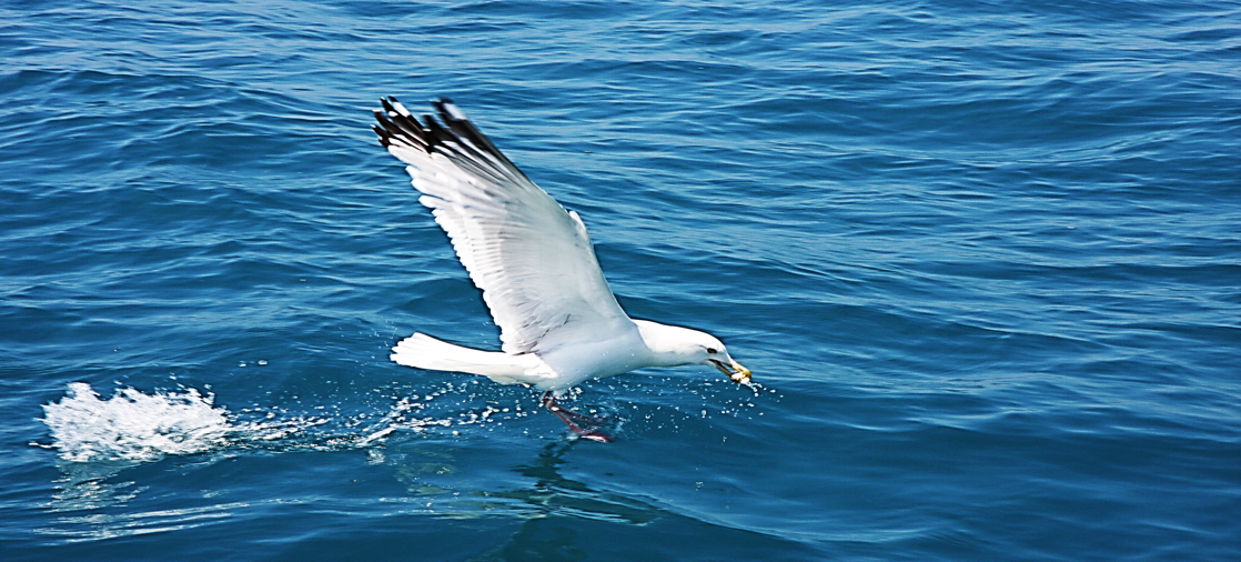 seagull.png