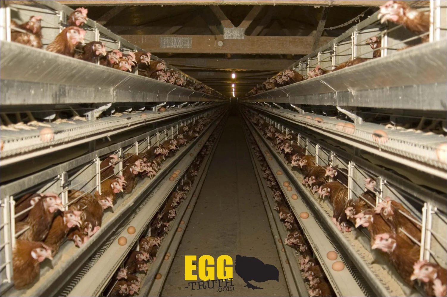 Battery_cages_egg_truth.jpg