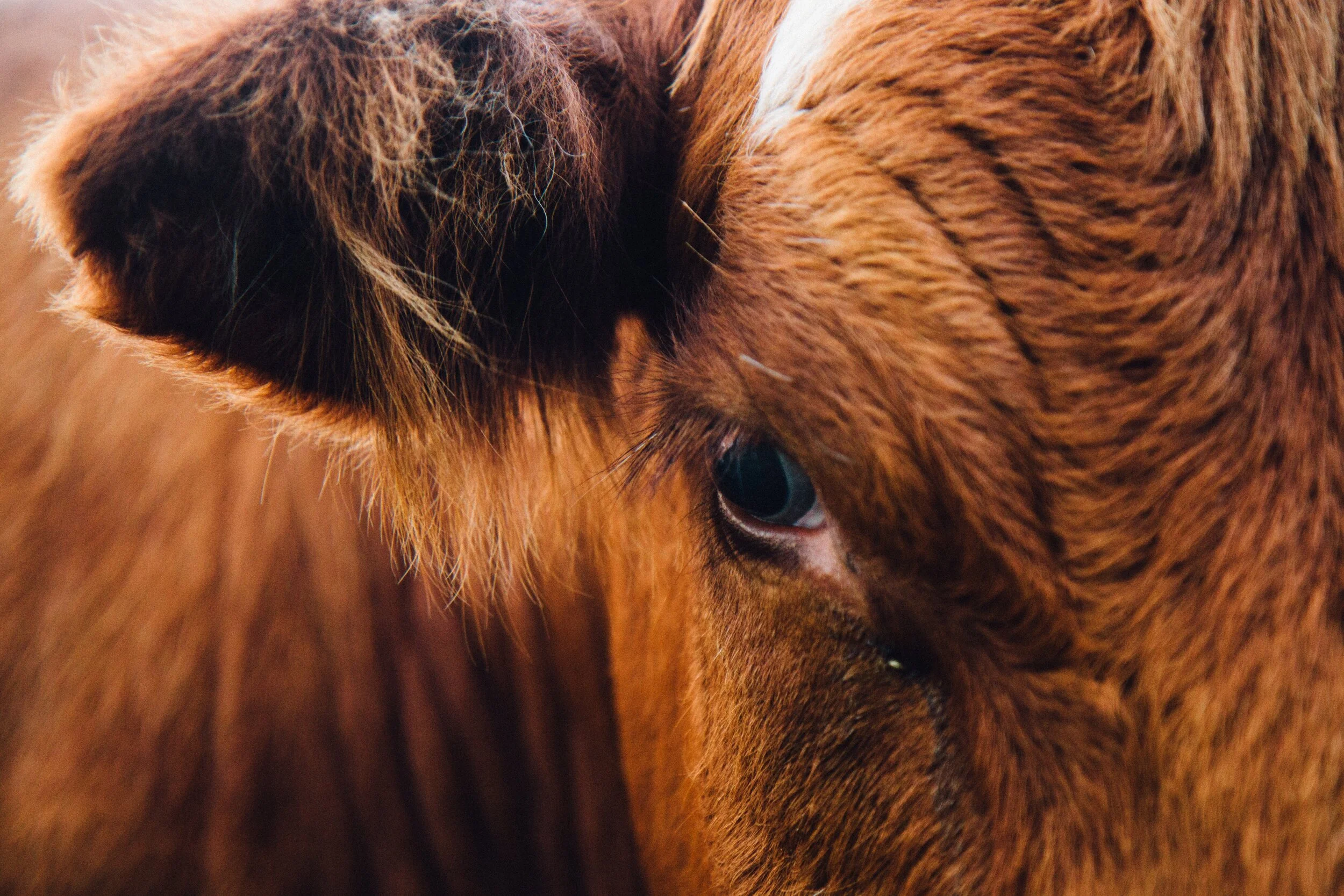 Photo: Antonio Grosz/Unsplash