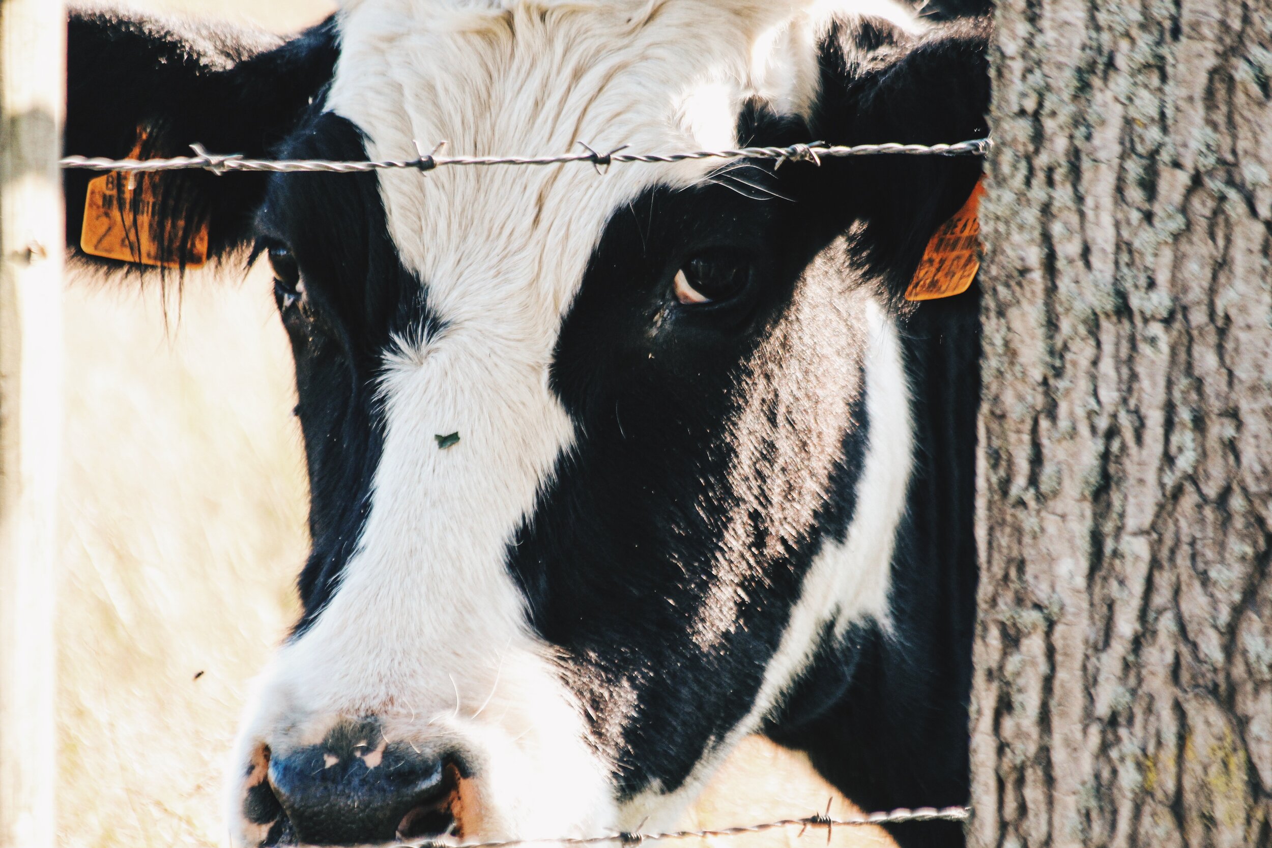 Photo: Yarne Fiten/Unsplash