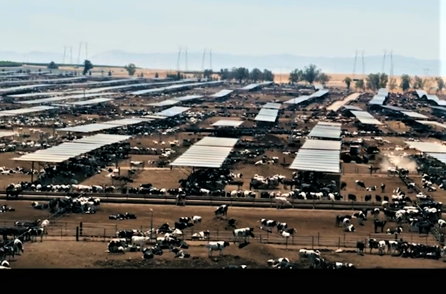 Cattle feedlot.png