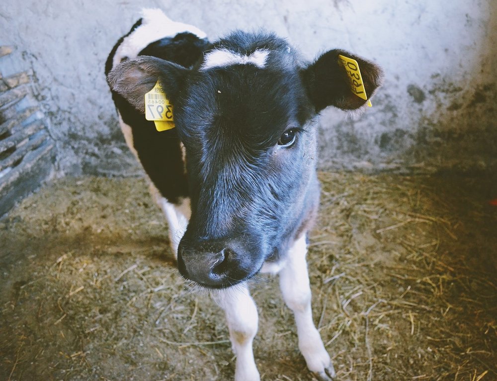 Dairy calf.jpg