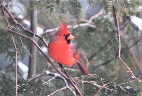 Cardinal.jpeg