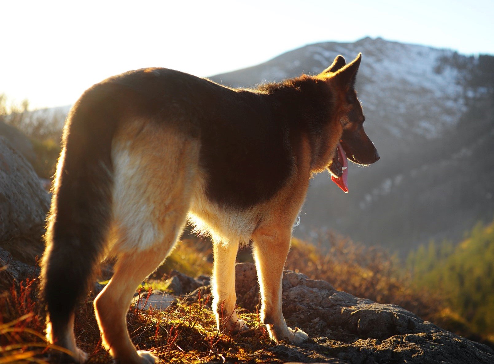GSD in mountains.jpg