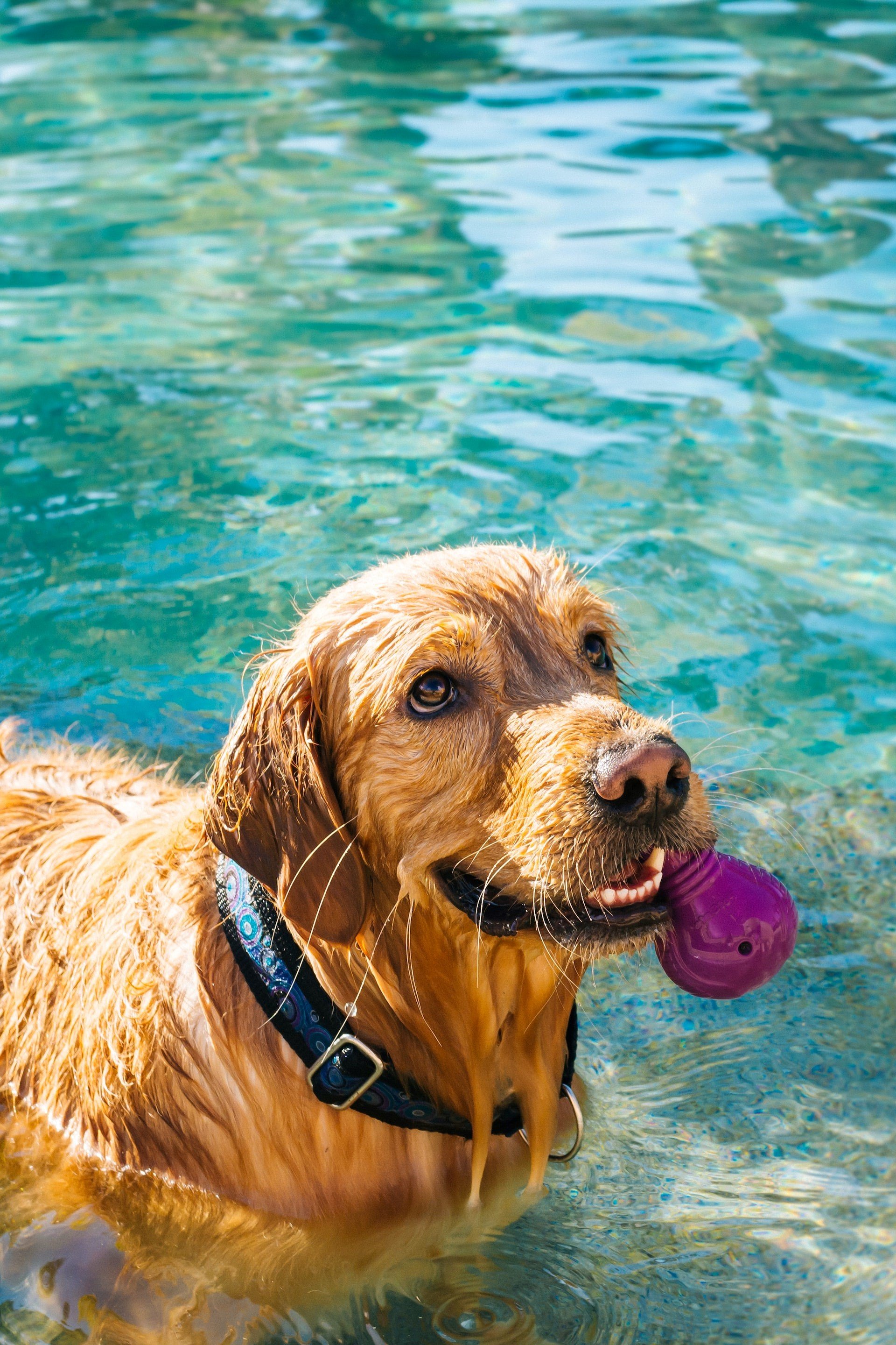 Dog in pool.jpg