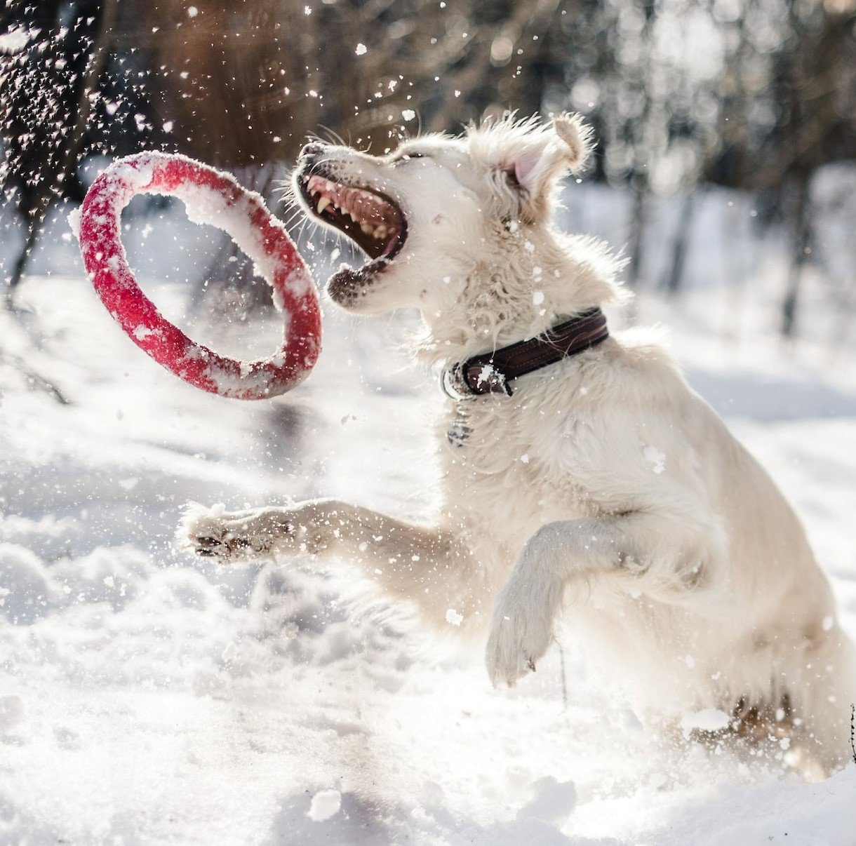 Snow dog with frisbee.jpg