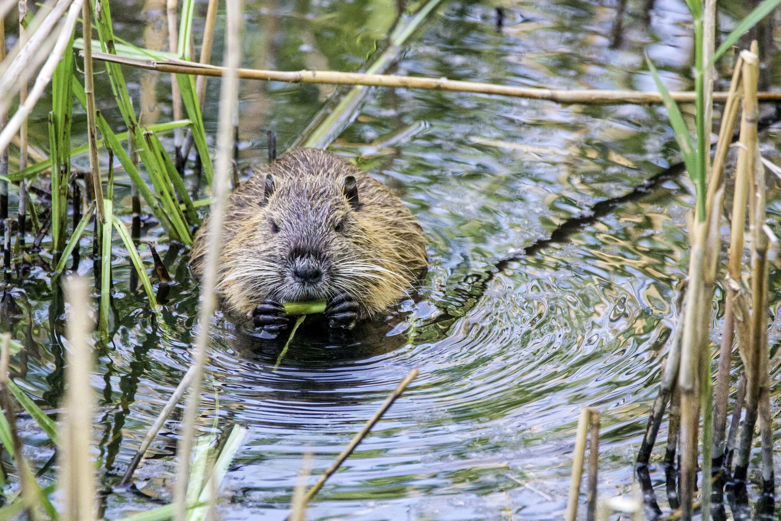 Restoration practitioners mimic beaver to revive Colorado streams
