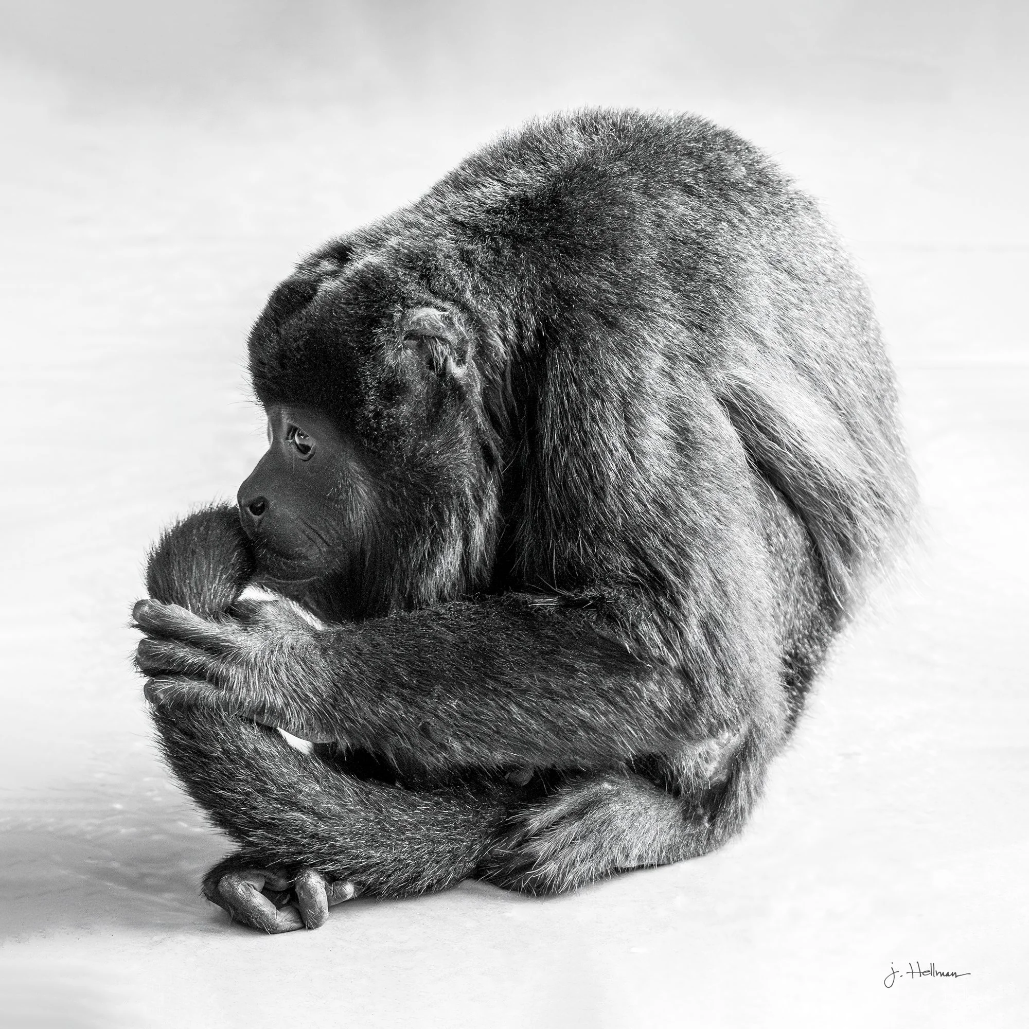 Outcast - Howler Monkey ousted from his tribe, Costa Rica