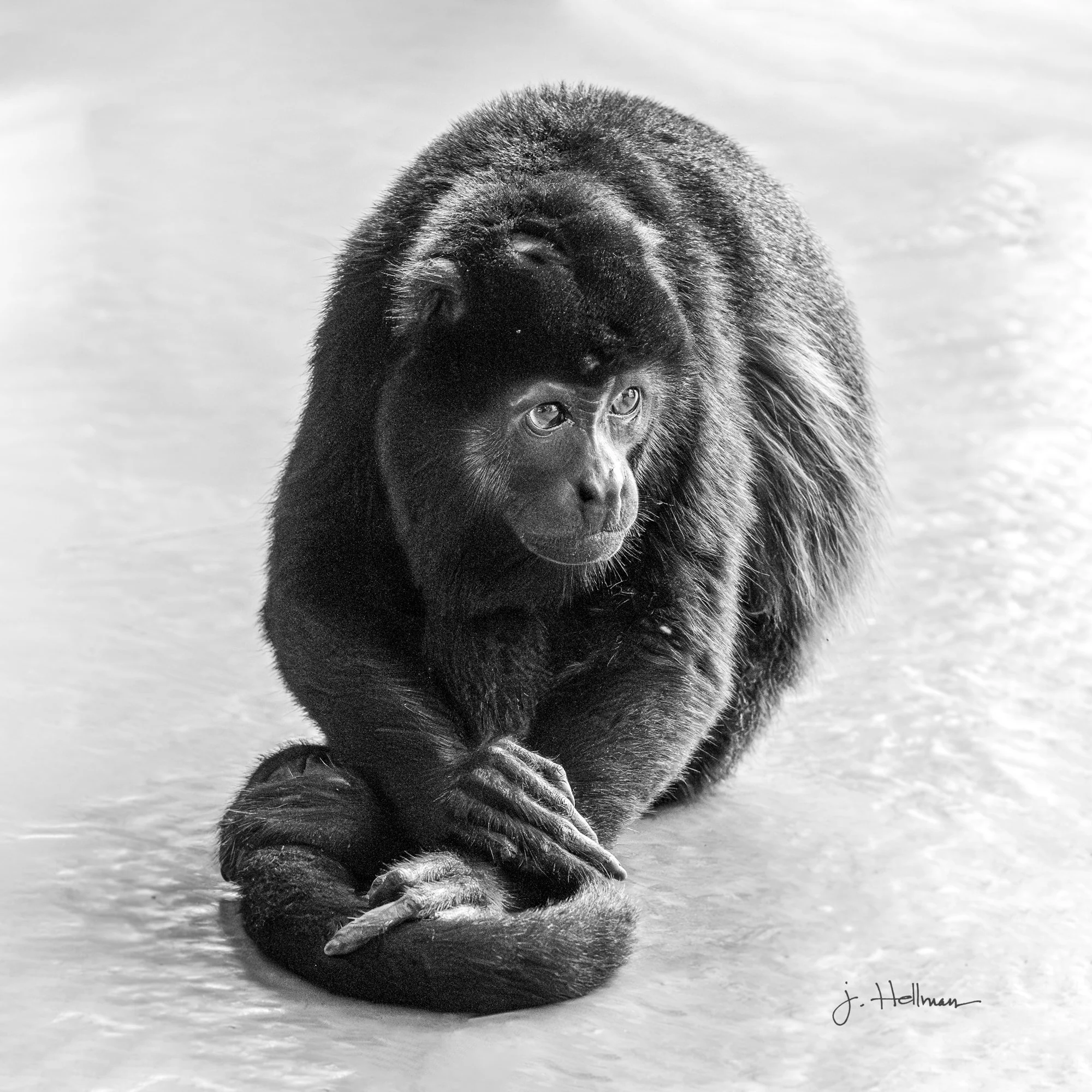 Lesser Monkey - Howler Monkey ousted from his tribe, Costa Rica