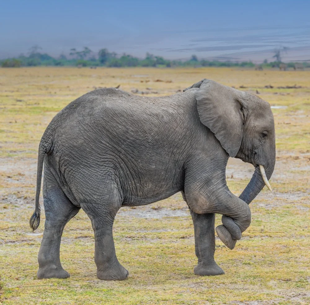 Namaste_Elephant - Kenya - 24x24.jpg