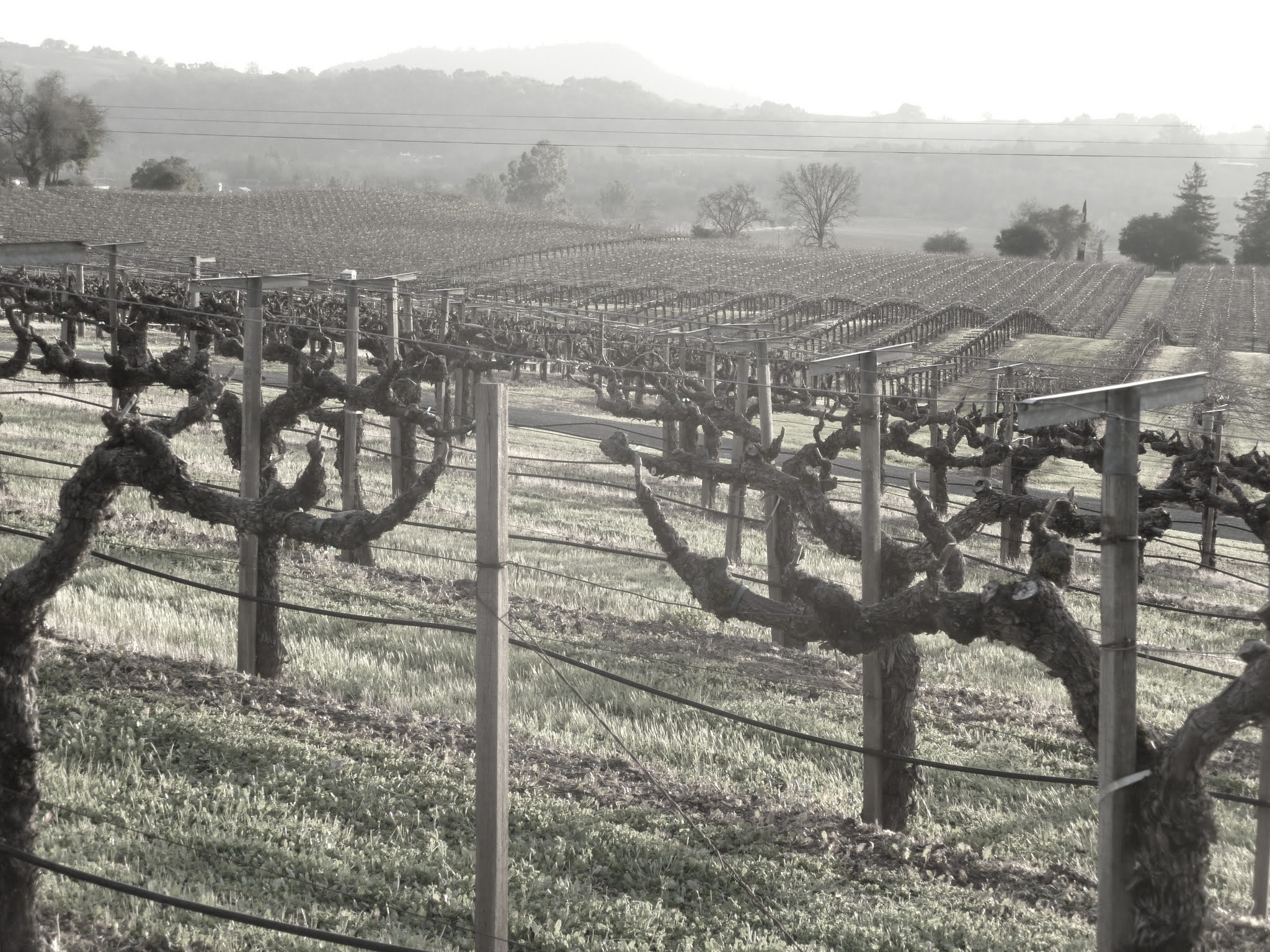 corton%2Bvine%2Bbare.jpg