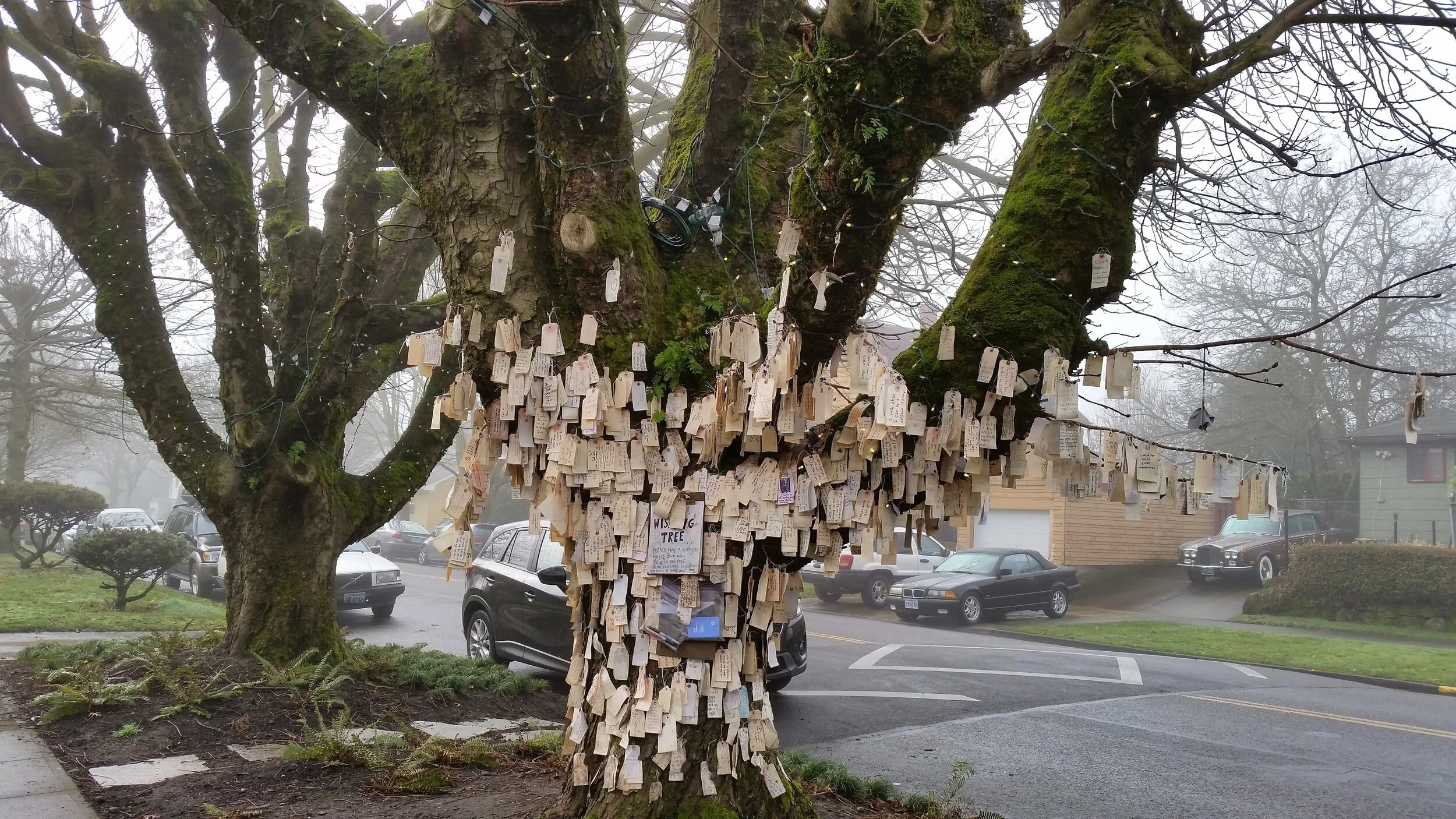 wish tree.jpg