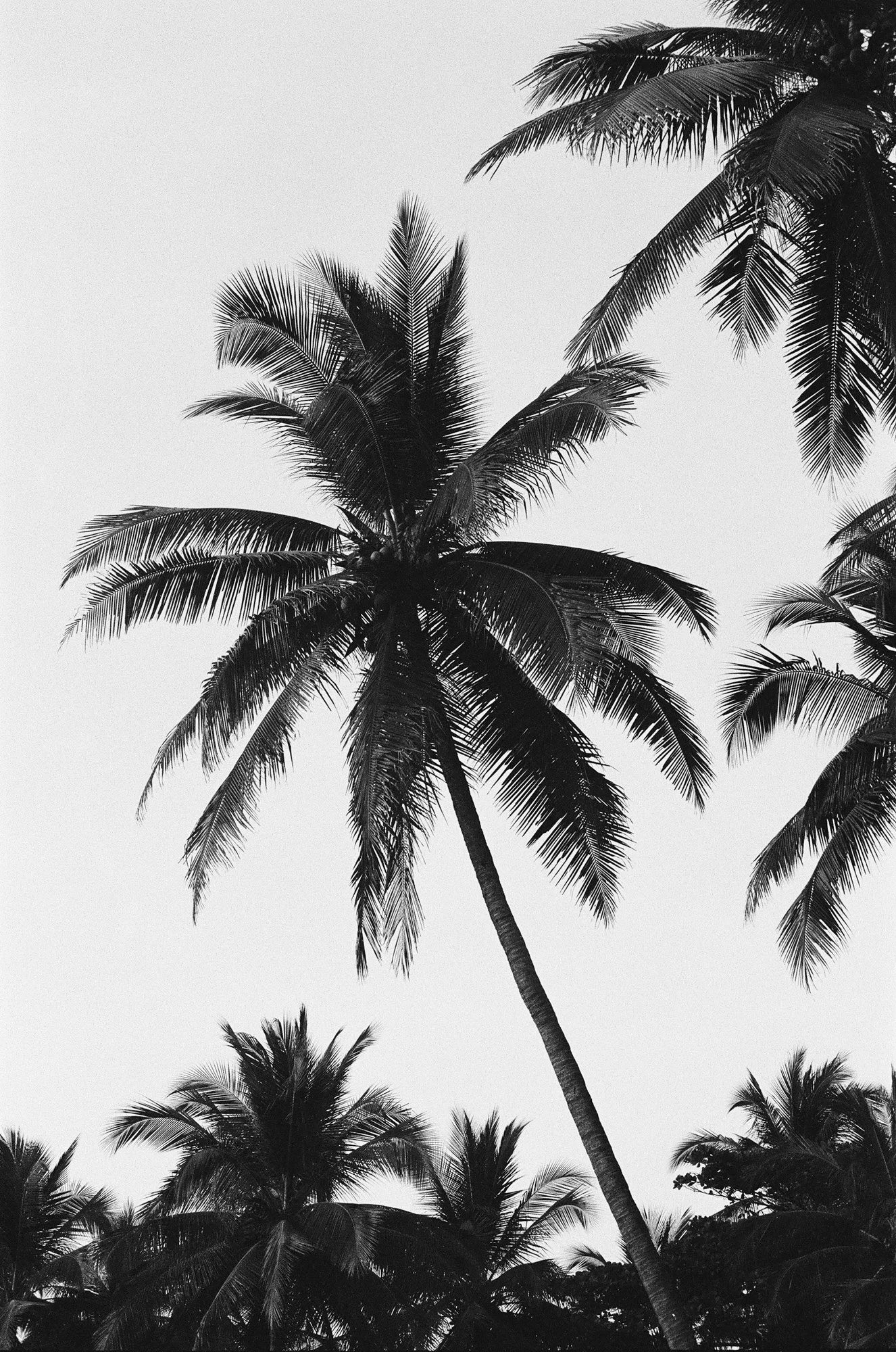 Palms-3.jpg