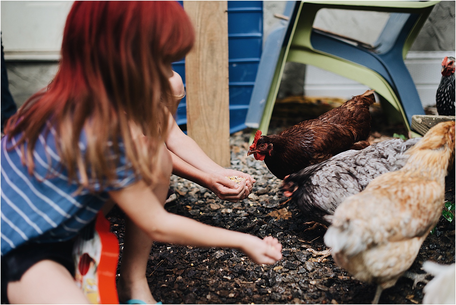 Chickens and children in Asheville, NC