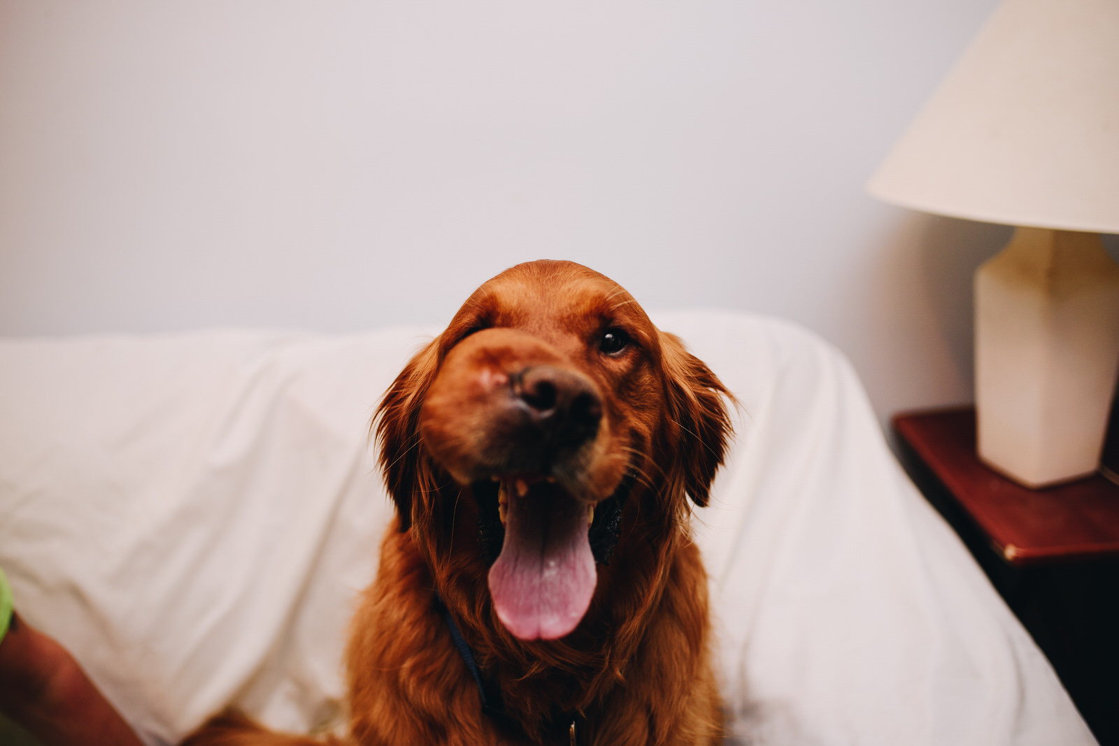 Dog-Life-Celebration