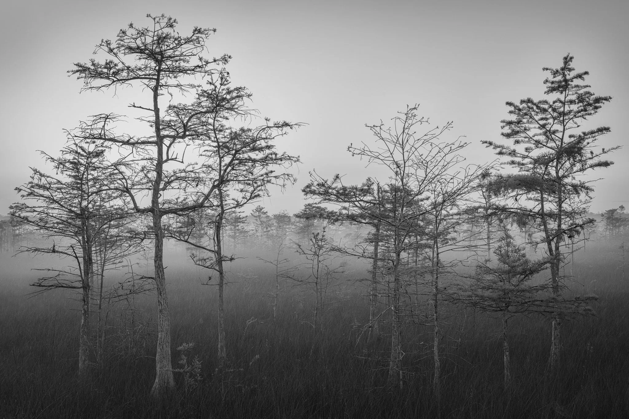 veil-of-the-glades_bw_2048w.jpg.jpg