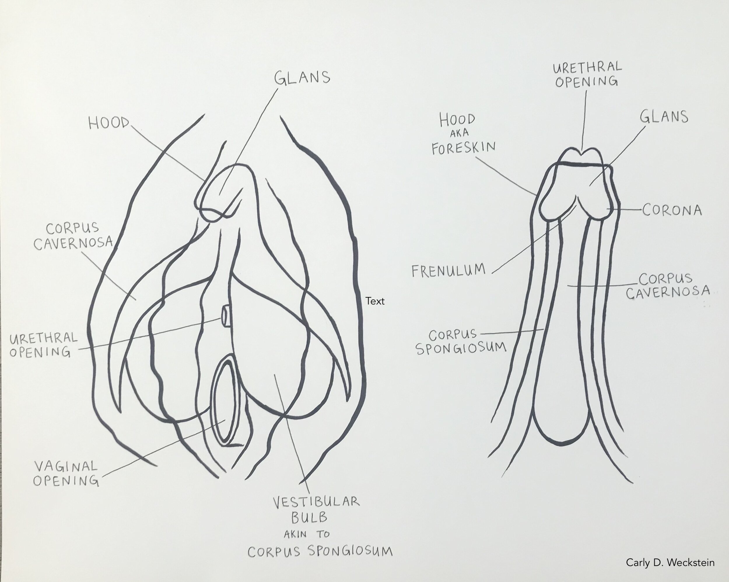 analagous anatomy parts.jpg