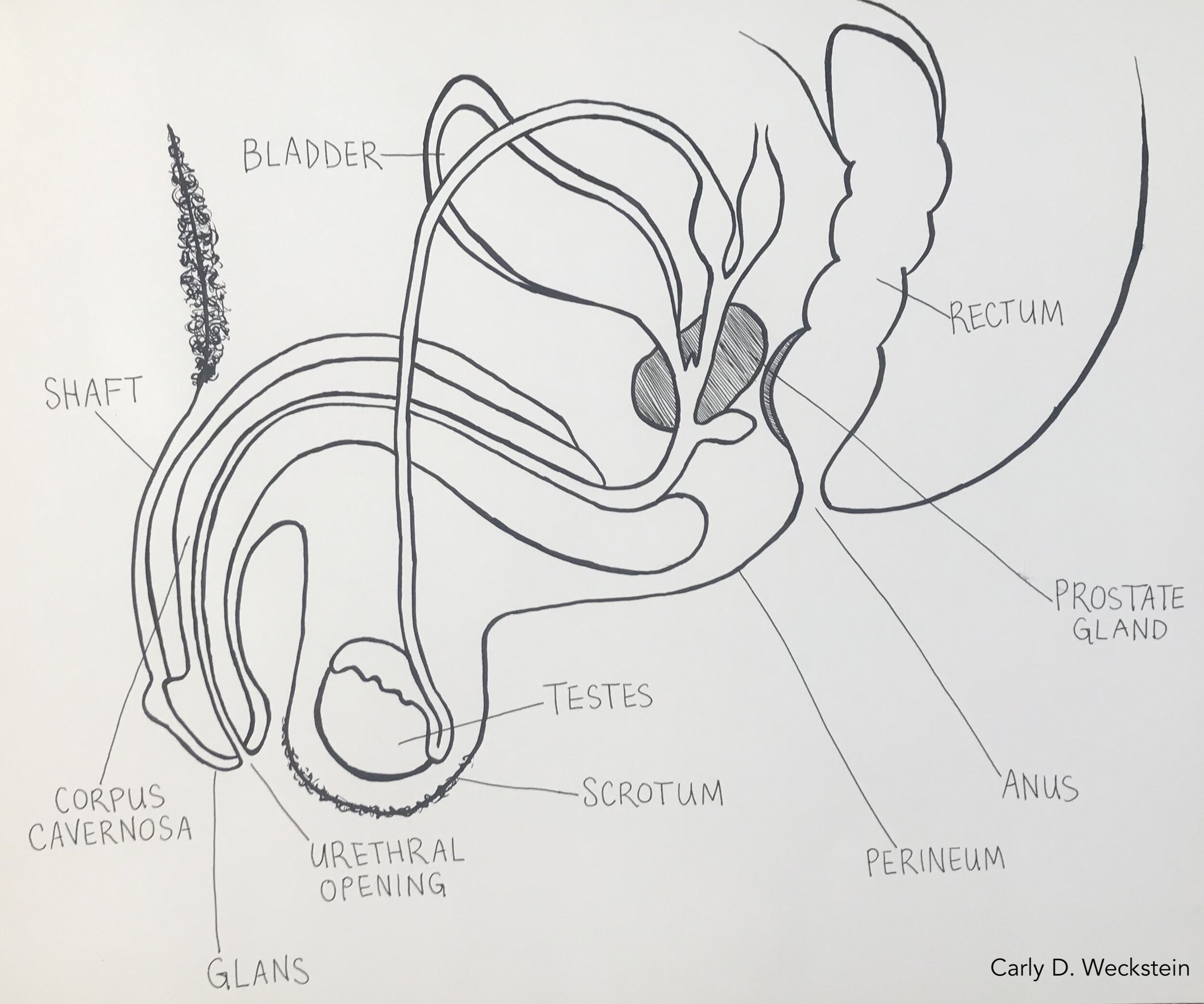 penis side view with pspot.jpg