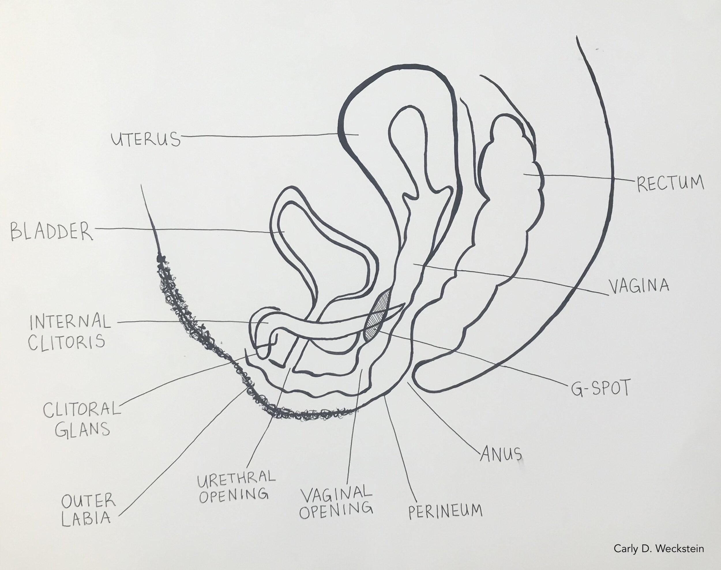 vulva side view with gspot.jpg