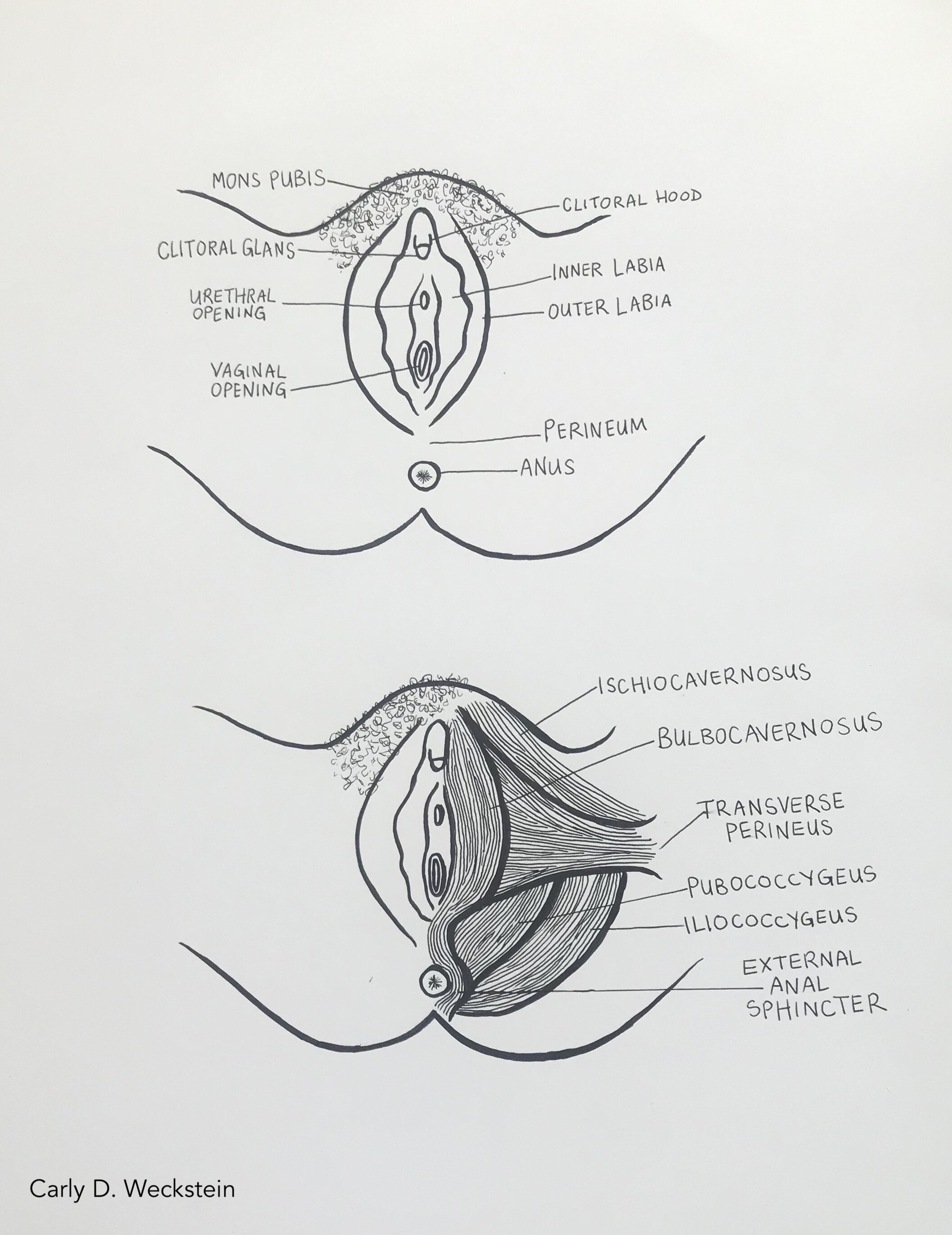 vulva front view.jpg