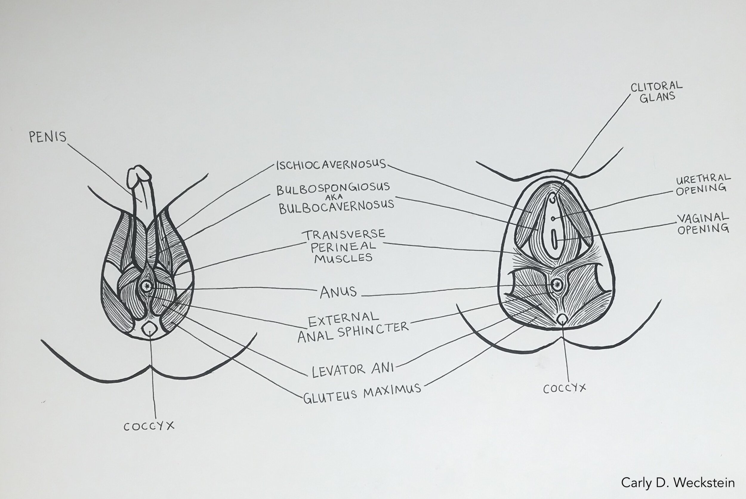 pelvic floor muscles.jpeg