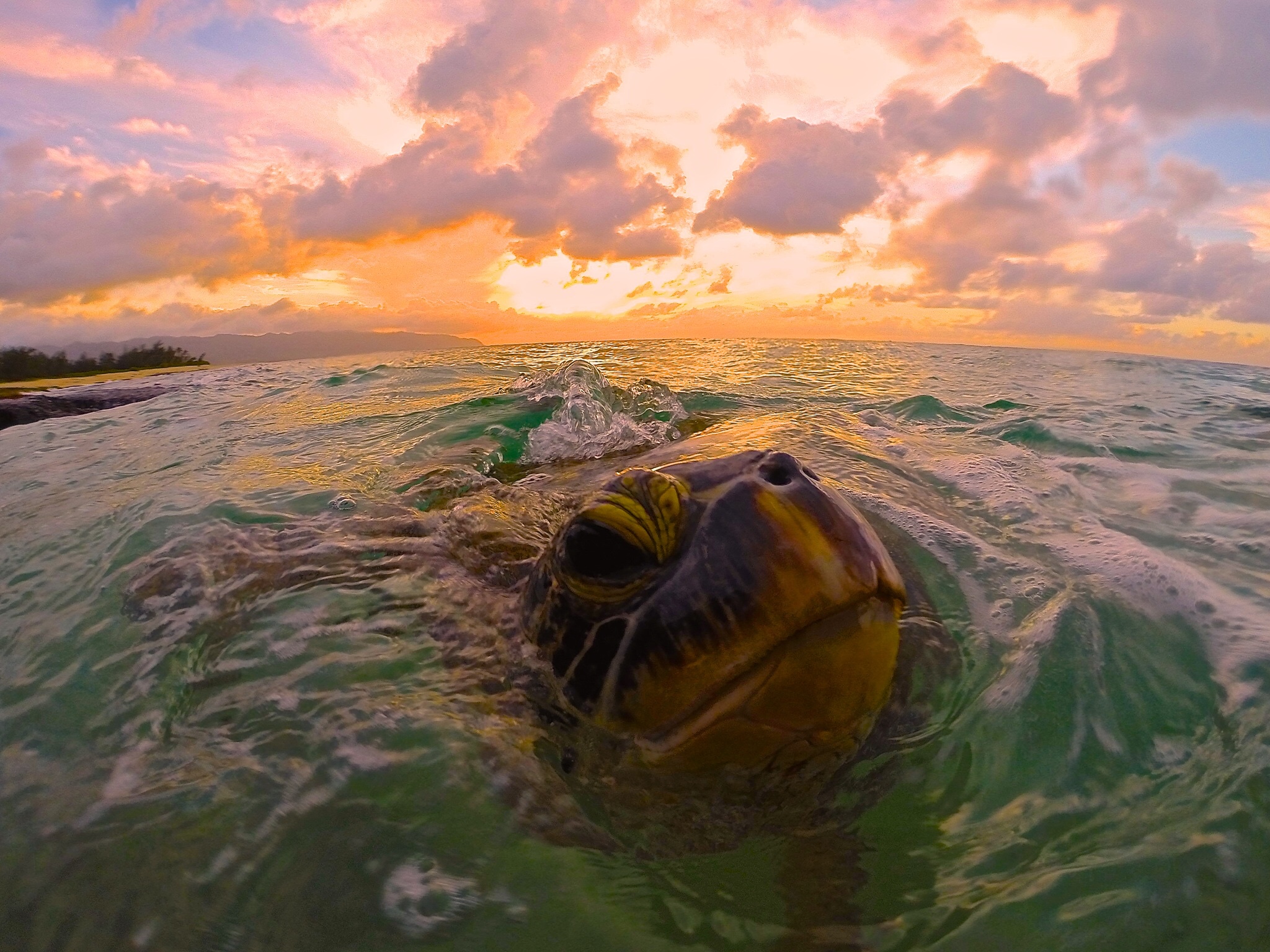 turtle sunset bob marlin charters haleiwa