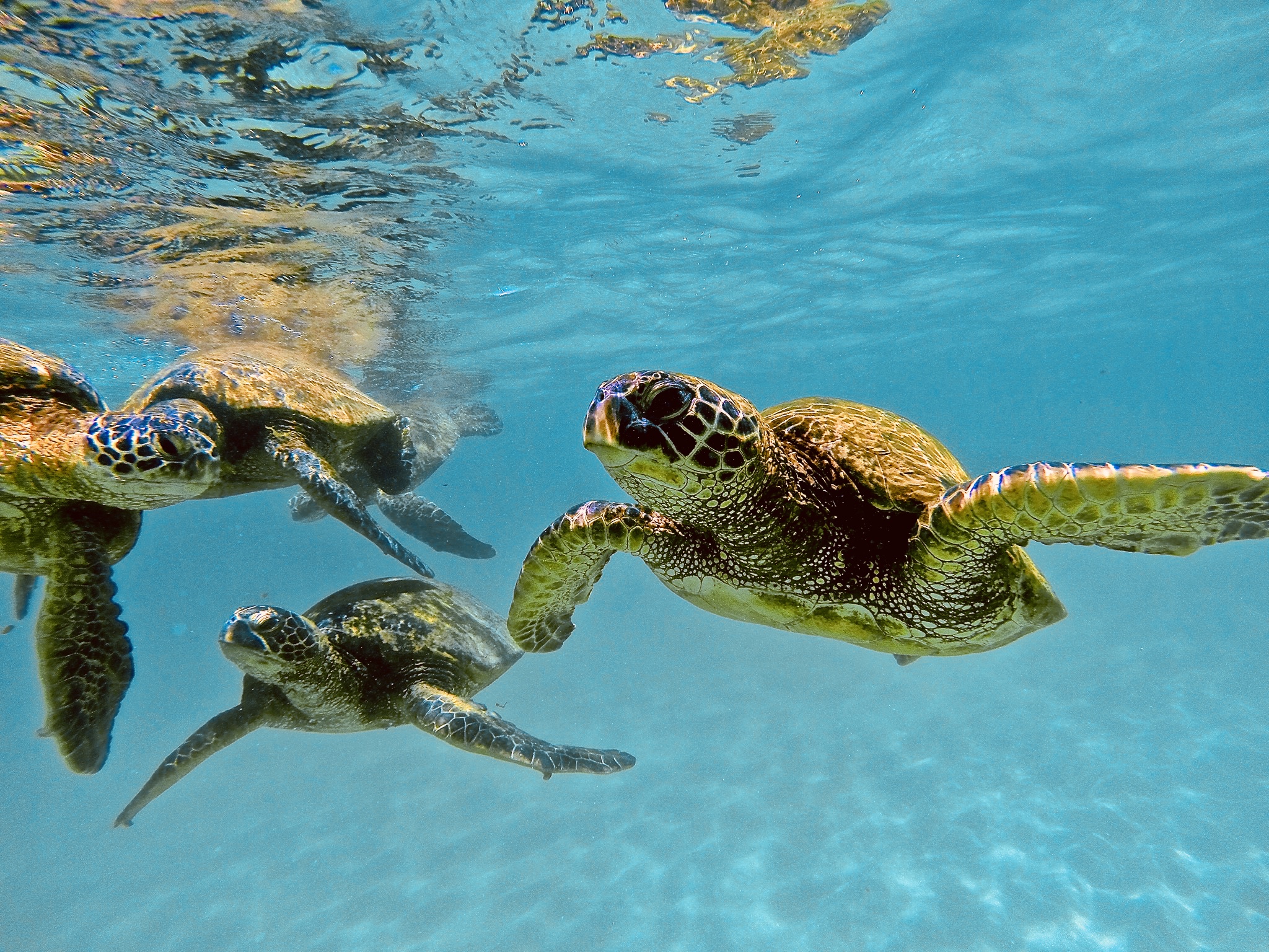 Snorkel Tour North Shore