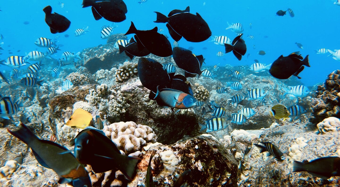 Snorkel Tour North Shore