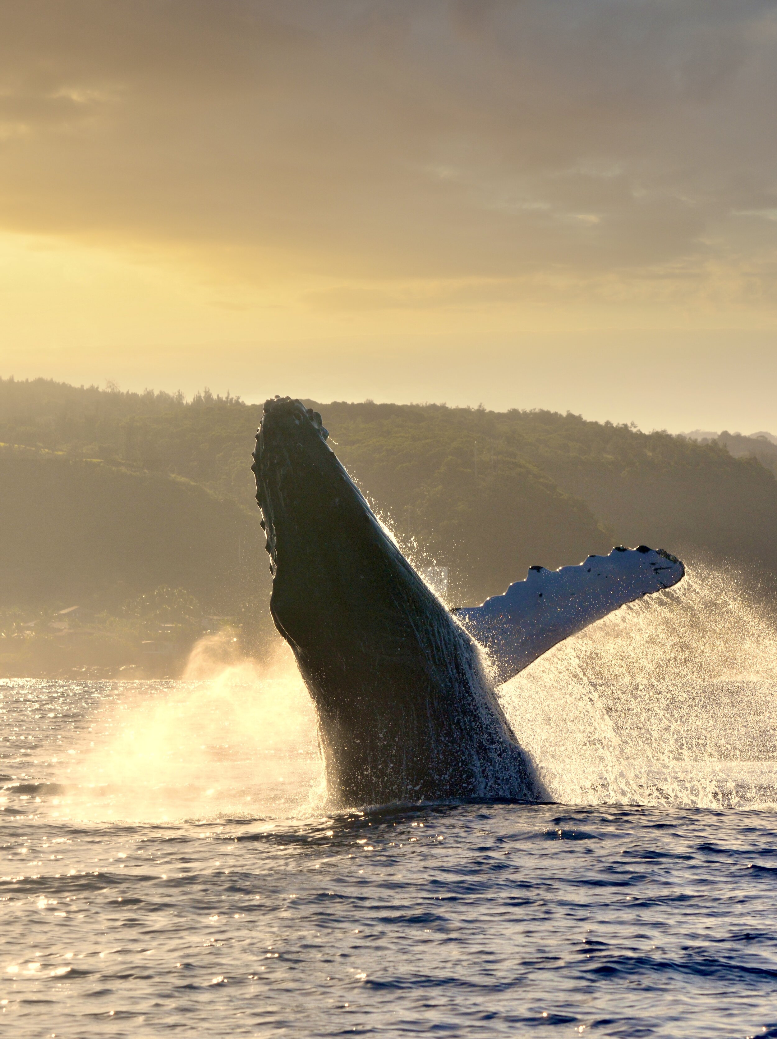 whale watching tours haleiwa oahu bob marlin charters