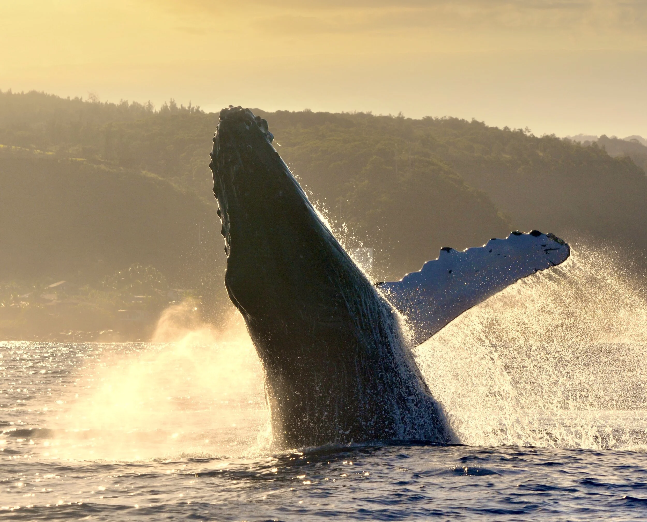 Breaching whale north shore oahu whale watching tour