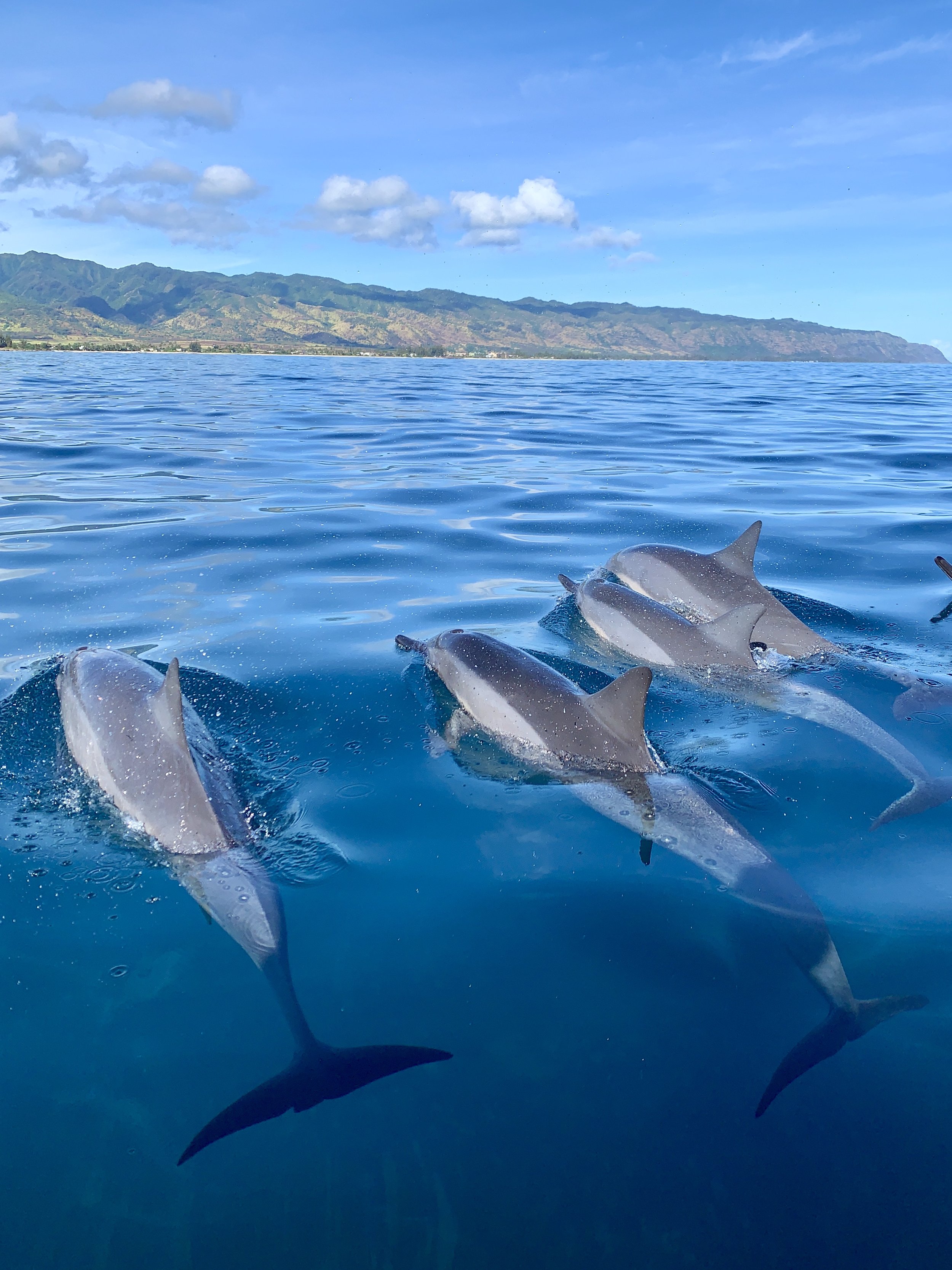 dolphins bob marlin charters