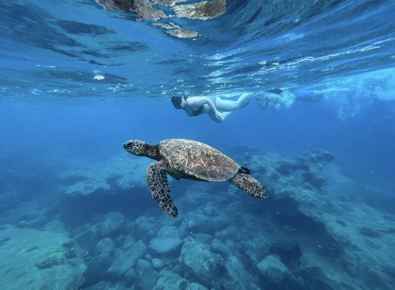 north shore snorkel tour