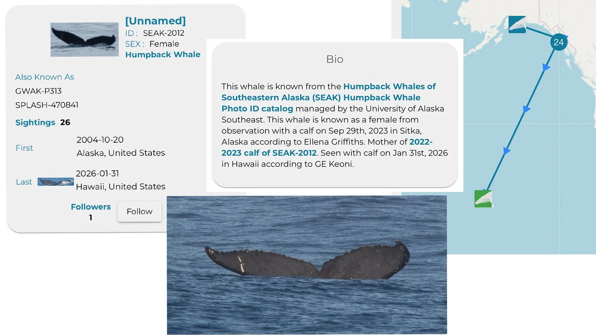 North Shore Oahu whale watching tour