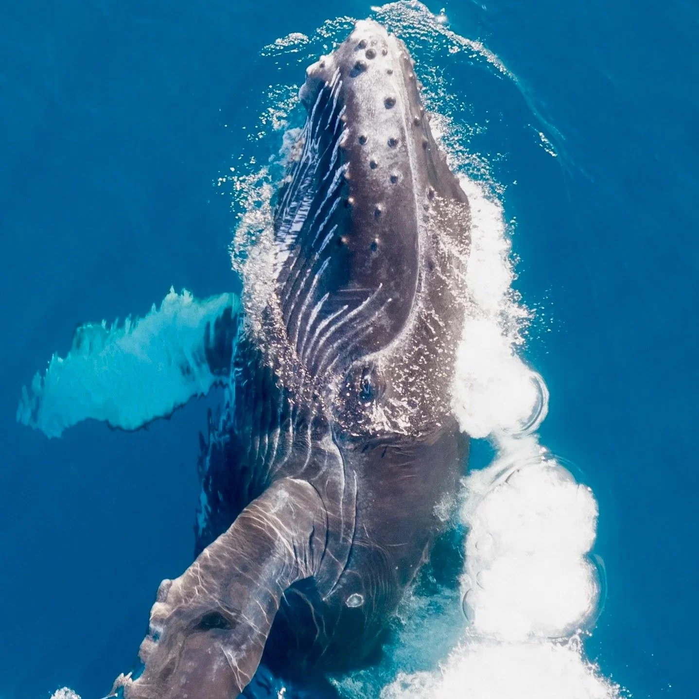 whale watch breach bob marlin charters