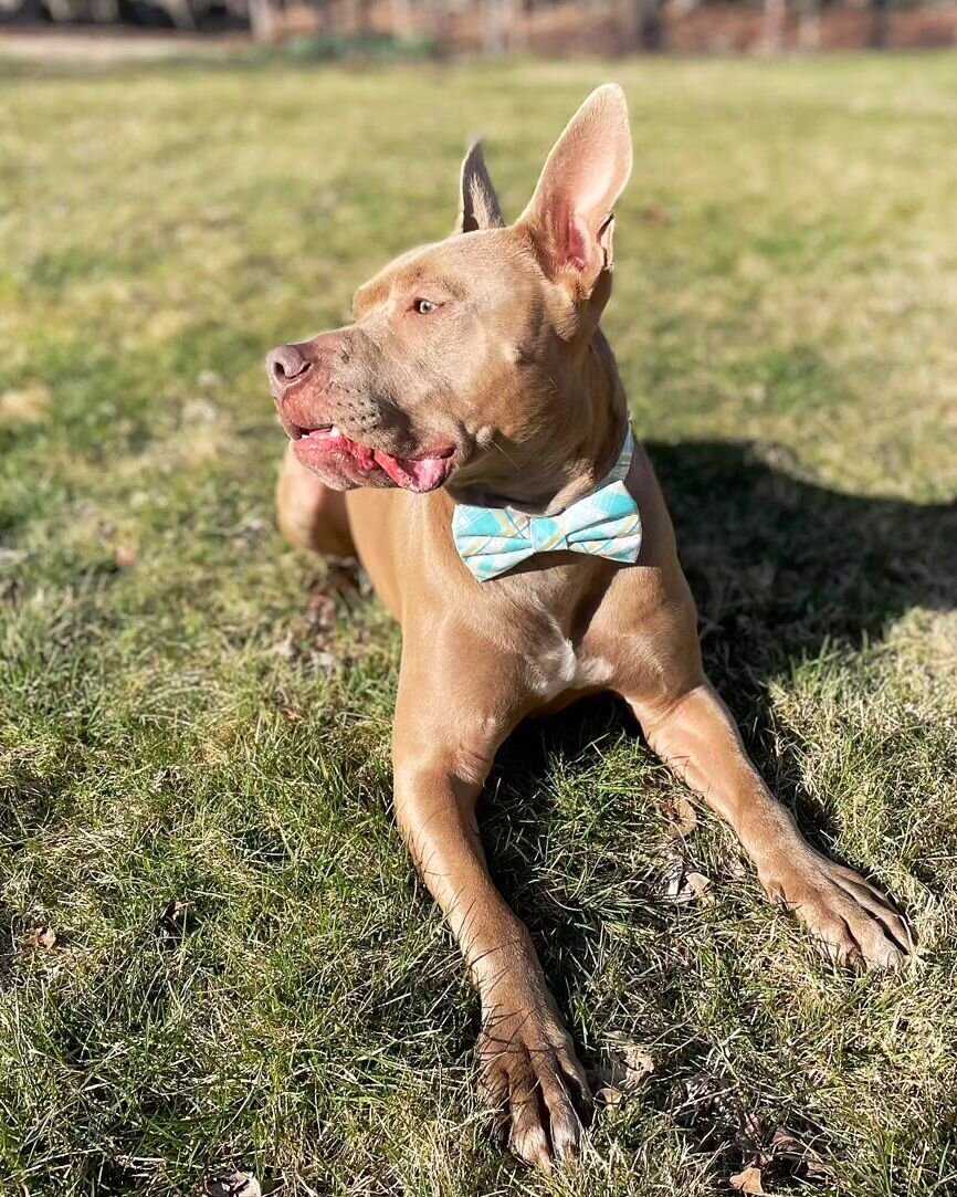 He won't look....but will show you all the good sides! 😍😍 #wontlookwednesday 

📸 Buddha McMuffin is wearing the Skye bow tie and matching collar. @buddha_mcmuffin