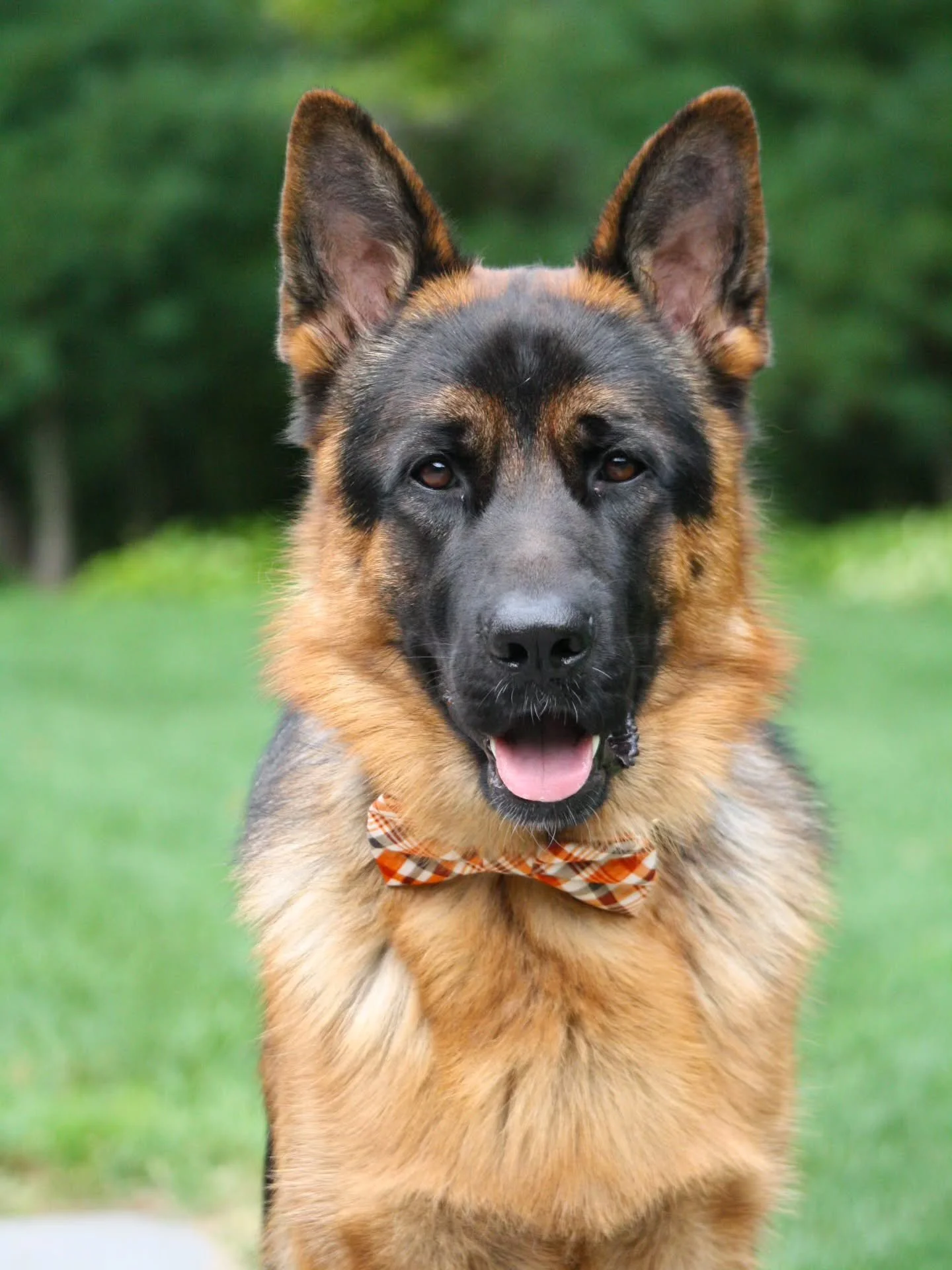Our #shopdog Walter is here to let you know that the new Fall Collection drops this Friday, 9/12, at 12 noon, EST. 🍂
Only on dusidog.com

Swipe to see what we have for you just in case you missed our previous sneak peek.

📸 Walter is wearing the Sa