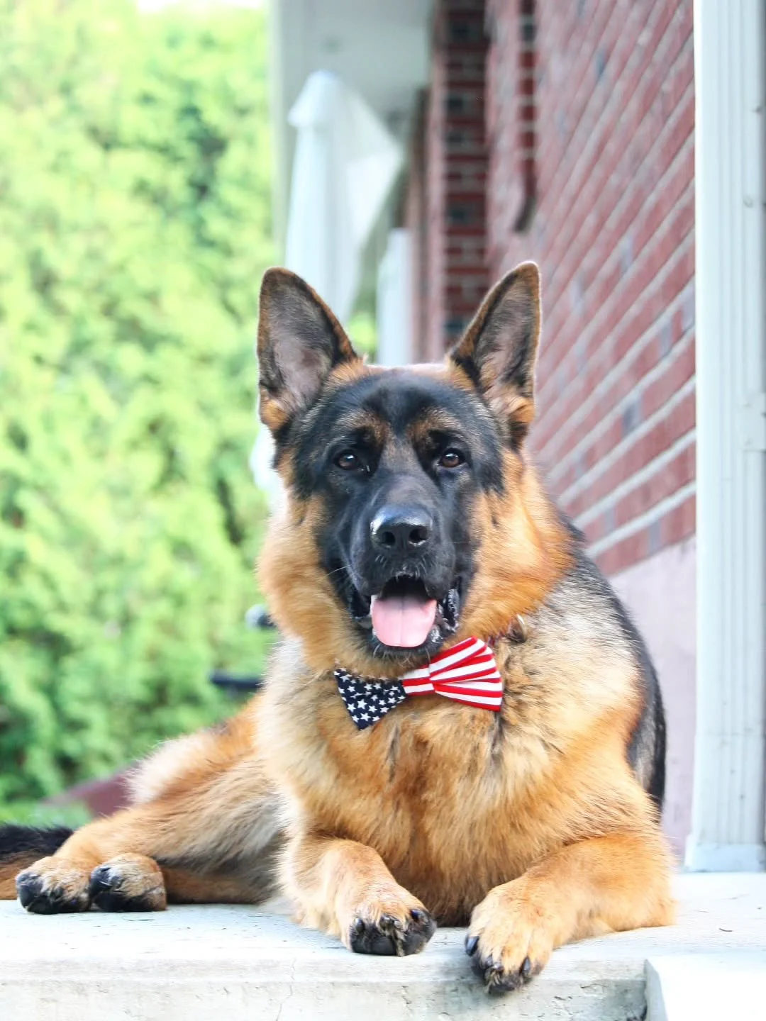Happy Birthday, America! ❤️🤍💙

We hope everyone is having a fun, relaxing, and safe holiday weekend.🐾🌭🍦

📸 #shopdog Walter is celebrating his first 4th of July in the Stars &amp; Stripes bow tie.