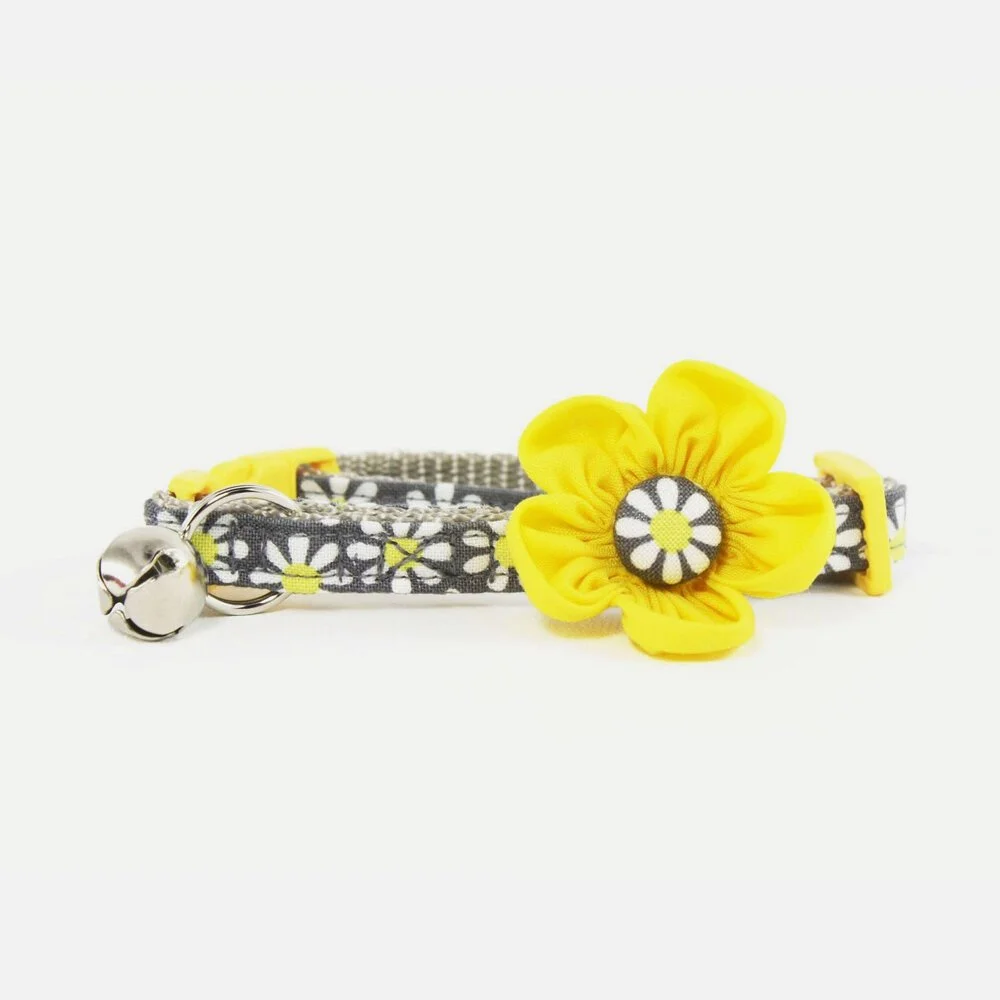 daisy-cfc.jpg