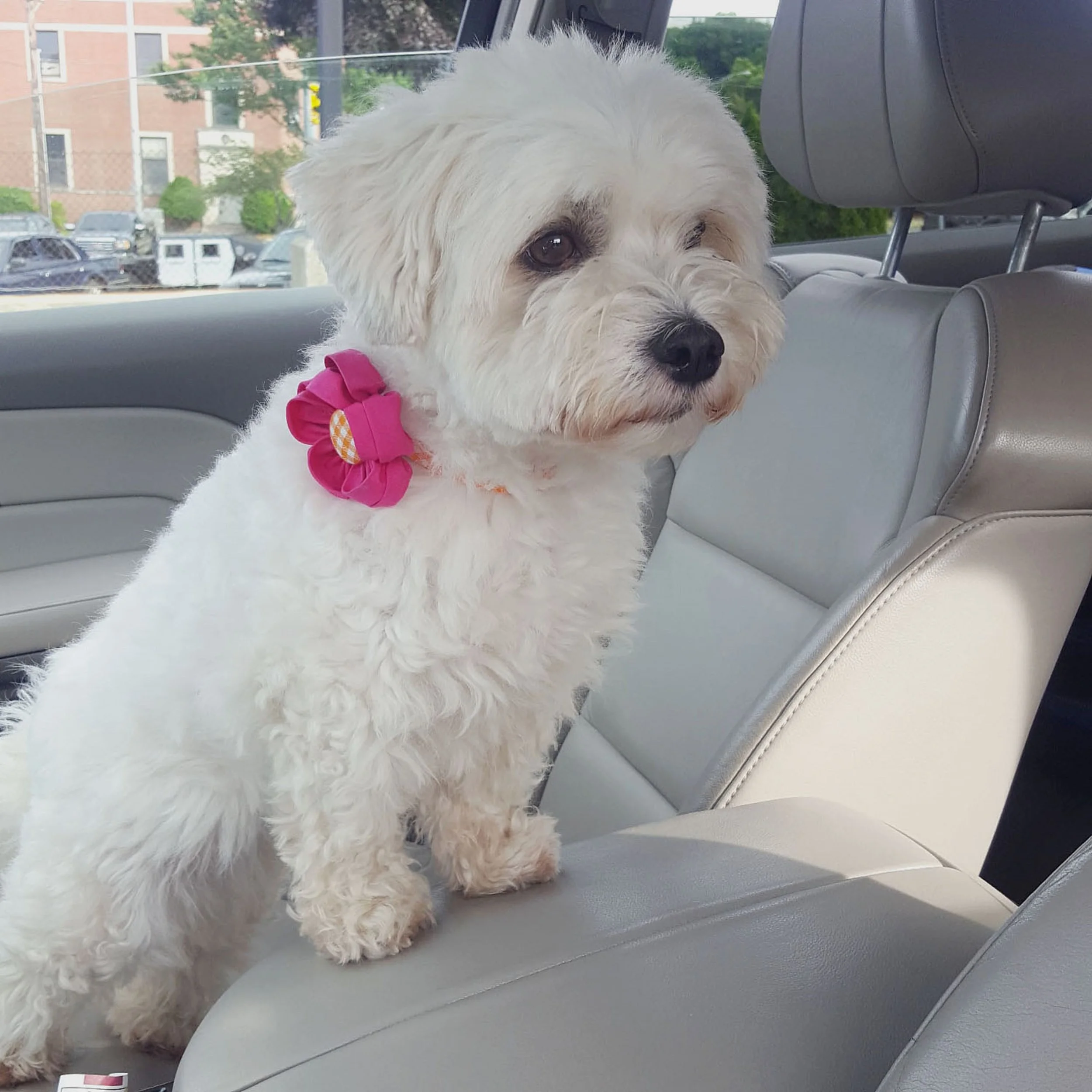 tootsinthecar.jpg